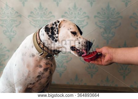 Dog Licks Canned Canned Food In Outstretched Hand