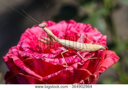 Yellow Praying Mantis Catches Prey On A Red Rose Flower