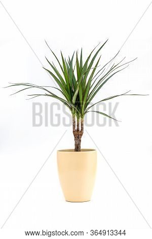 Dracena Marginata Or Dragon Tree Plant - Houseplant In Flowerpot On White Background. Plant In A Pot