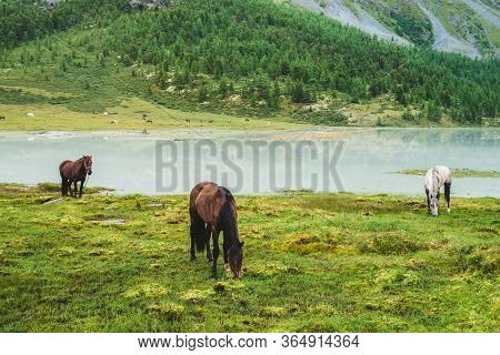 Three Horses Graze In Meadow Near River In Mountain Valley. White And Brown Horses On Grassland Near
