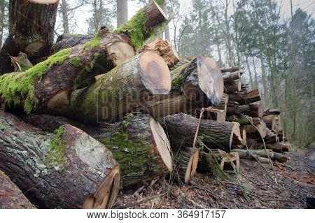Felled Trees In A Stack, Logs From Felled Tree Trunks