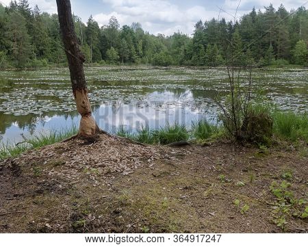 Tree Gnawed By The Beaver, The Beaver Teeth Marks On A Tree Trunk