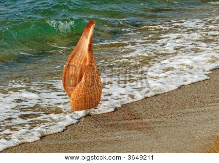 Muslingeskal på stranden