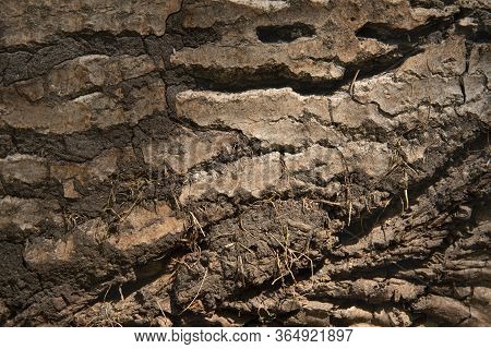 Log Surface Structure Image & Photo (Free Trial) | Bigstock