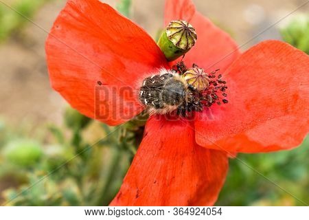 Remembrance Day, Anzac Day, Serenity. Opium Poppy, Botanical Plant, Ecology. Poppy Flower Field, Har