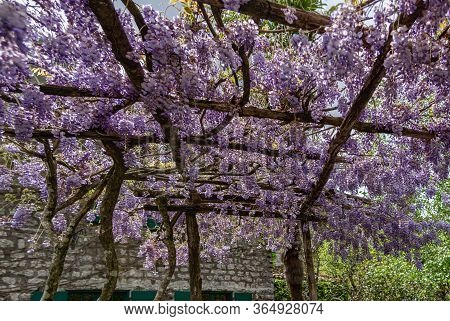 Blooming Wisteria On A Wooden Pergola. Stone House On The Background. Sunny Day