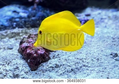 The Yellow Tang (zebrasoma Flavescens), Salt Water Yellow Aquarium Fish From Acanthuridae Family