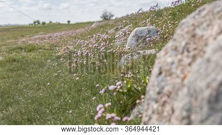 Beautiful Pink Flowers . Name Sea Thrift (armeria Maritima) Growing On The Rocks. Rocks And Stones