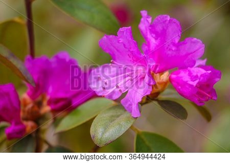 Pink Azalea Blossom. Rhododendron Ponticum. Selective Focus