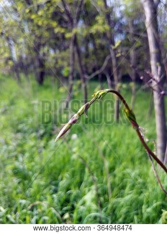 Hop Sprouts, Wild Herb Used In Worldwide Cuisine
