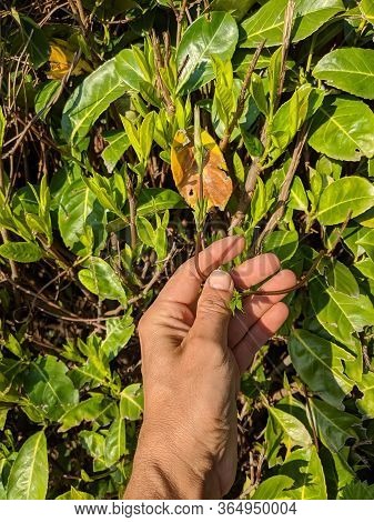 Hop Sprouts, Wild Herb Used In Worldwide Cuisine