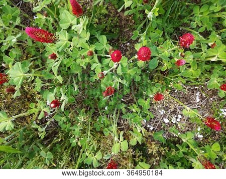 Trifolium Incarnatum Flowering At Spring Time View From Above