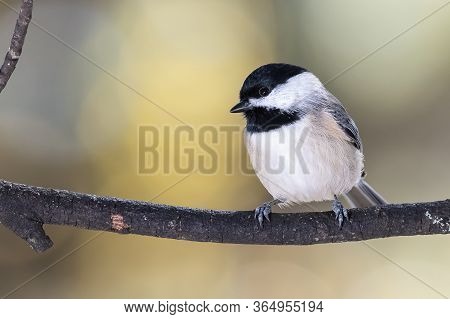 Carolina Chickadee Perched Delicately On A Slender Branch