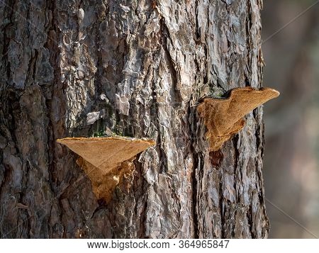 Wood Mushrooms Grew On Pine Bark. The Tree Is Lit By The Sun. Background With Pine Trunk And Tree Mu