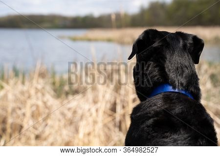 Close Up Of A Floppy Ears Black Labrador Retriever Dog Looking Out To Goose Lake In Elm Creek Reserv