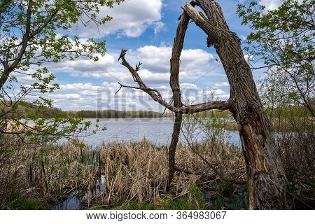 Large Misshapen Tree On The Shores Of Goose Lake In Elm Creek Park Reserve In Maple Grove, Minnesota
