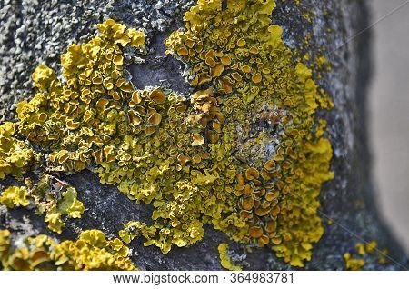A Closeup Of A Tree Lichen Enlarged In A Beautiful Yellow Green Color.