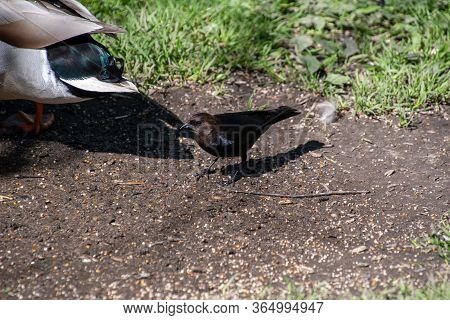 A Picture Of A Male Brown-headed Cowbird Perching On The Ground.     Vancouver, Bc, Canada