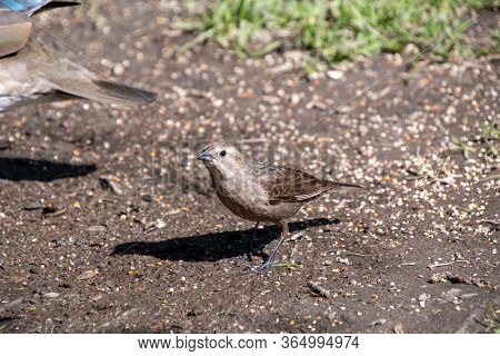 A Picture Of A Female Brown-headed Cowbird Perching On The Ground.     Vancouver, Bc, Canada