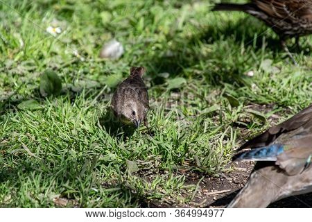 A Picture Of A Female Brown-headed Cowbird Searching For The Food.     Vancouver, Bc, Canada