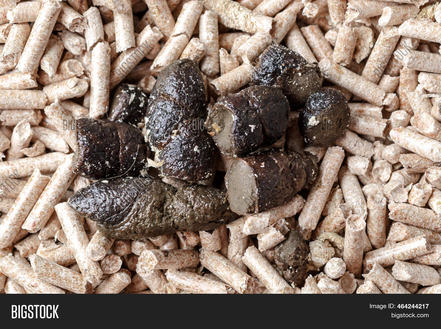 Cleaning Cat Poop Image & Photo (Free Trial) Bigstock