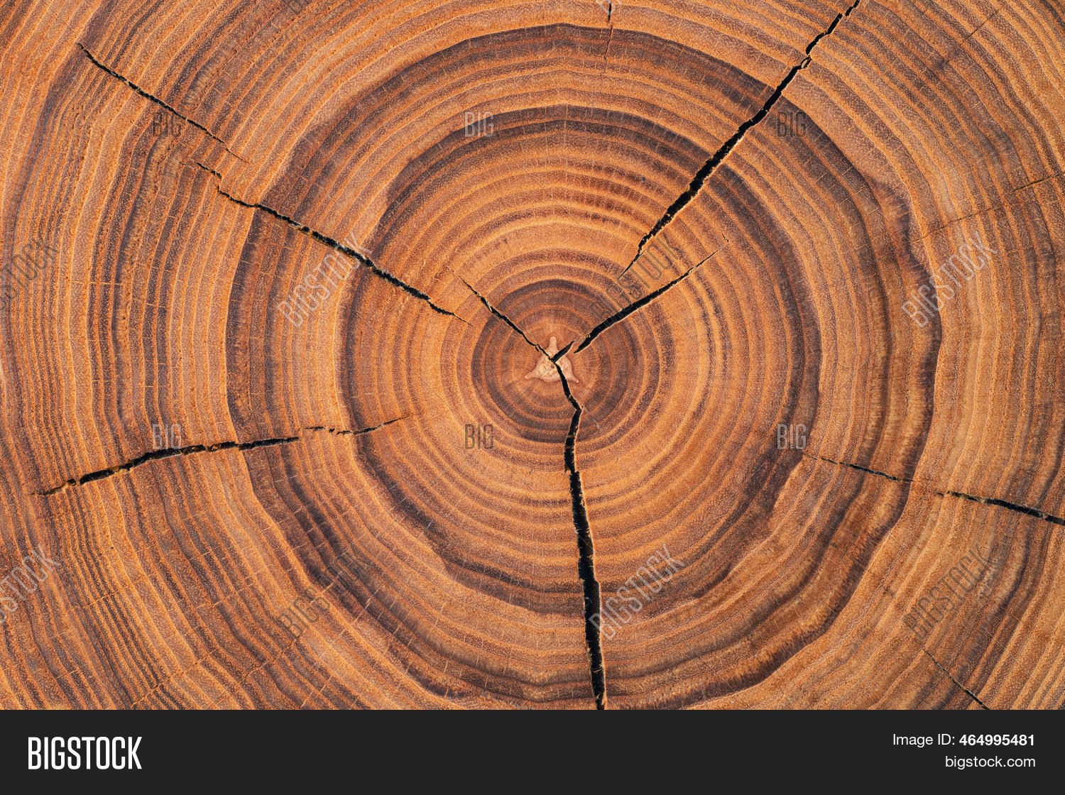 Saw Texture Saw Cut Texture Annual Image & Photo (Free Trial) | Bigstock