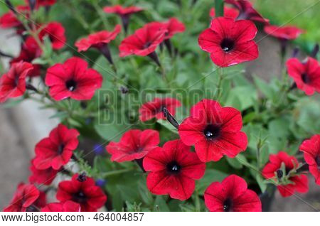 Beautiful Red-purple Petunia With Green Leaves In The Garden