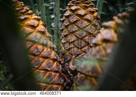 Mostly Blurred Zululand Cycad Fruits Closeup - Starch-filled Yellow Cones