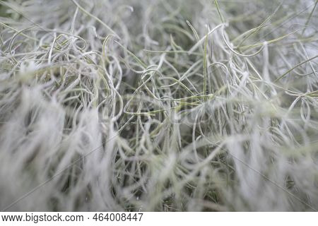 Blurred Old Mans Beard Closeup. Almost White Tillandsia Usneoides Spanish Moss