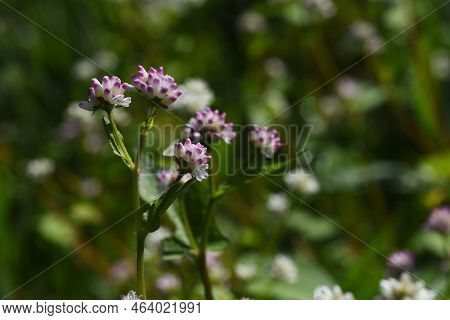 Persicaria Thunbergii Flowers. Polygonaceae Annual Plants. Grows Near Water And Blooms Small White O
