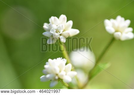 Persicaria Thunbergii Flowers. Polygonaceae Annual Plants. Grows Near Water And Blooms Small White O
