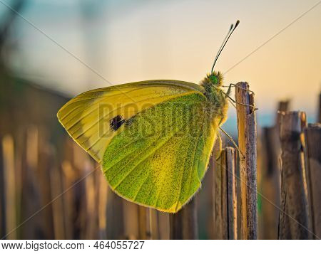 Pieris Mannii (southern Small White) Is A Butterfly In The Family Pieridae. A Butterfly Caught On A 