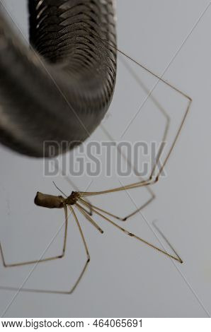 Daddy Long-legs Spider Pholcus Phalangioides. Cruz De Pajonales. Integral Natural Reserve Of Inagua.