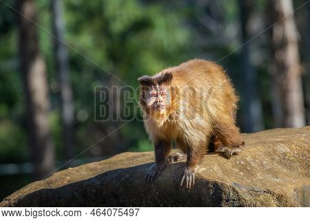 Monkey Sit Down Looking Something On His Branch, Pantanal, Brazil