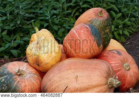 Set Of Pumpkins Piled Up In The Vegetable Garden. Selective Focus.