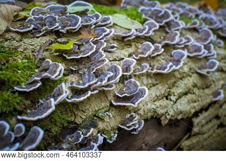 Turkey Tail Mushroom Growing On A Tree Log In The Forest
