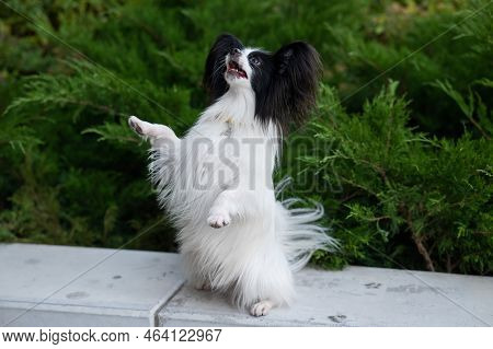 Papilion Dog Outdoors. Portrait Of A Black And White Continental Spaniel.