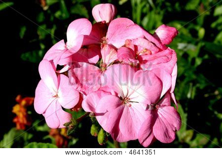 Geranium