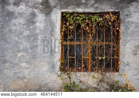 Closed Abandoned Metal Glass Window Covered With Foliage On A Wall.