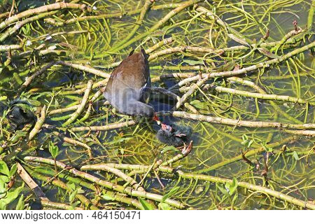 Moorhen Feeding Her Chicks Standing On Waterweed