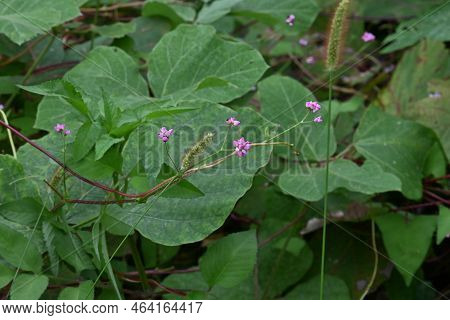 Persicaria Senticosa Flowers. Polygonaceae Annual Vine. Pink Flowers Bloom From May To October, With