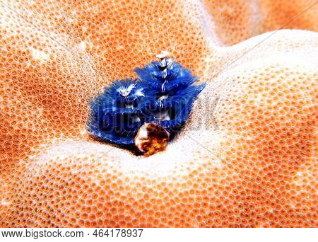 A Blue Christmas Tree Worm, Spirobranchus Giganteus Boracay Island Philippines