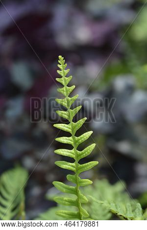 Common Polyoidy Green Leaves In The Summer