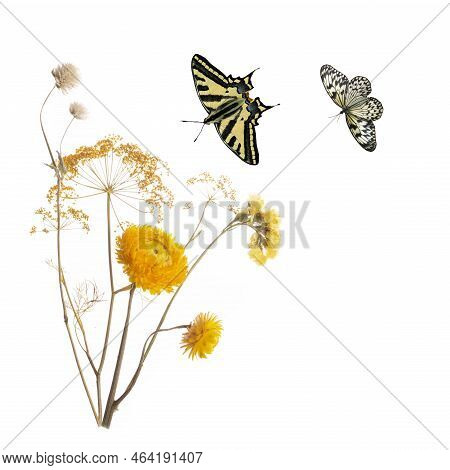 Beautiful Yellow Pressed And Dried Flowers And Butterflies.
