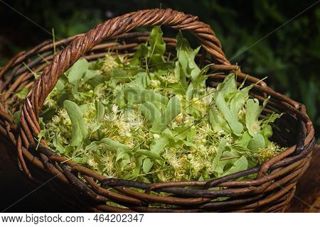 Fresh Tilia Flowers In A Basket In Garden. Close Up Of Linden Flowers In A Basket.