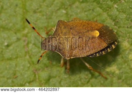 Detailed Closeup On The Rare Vernal Shieldbug, Holcostethus Strictus Sitting Non Green Leaf