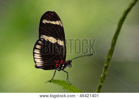 ผีเสื้อ longwing Heliconius