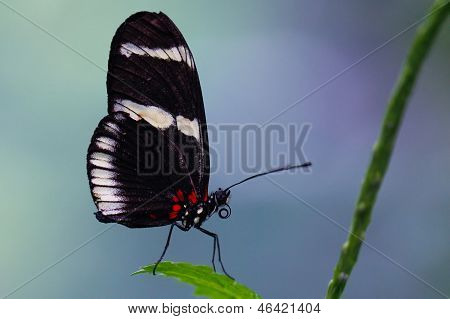 ผีเสื้อ longwing Heliconius