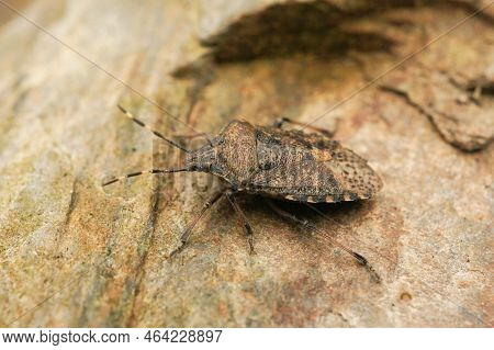 Closeup On The European Mottled Shieldbug, Rhaphigaster Nebulosa Sitting In The Vegation In The Gard