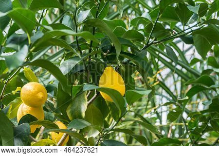 Ripe Lemons On A Lemon Tree At Daylight